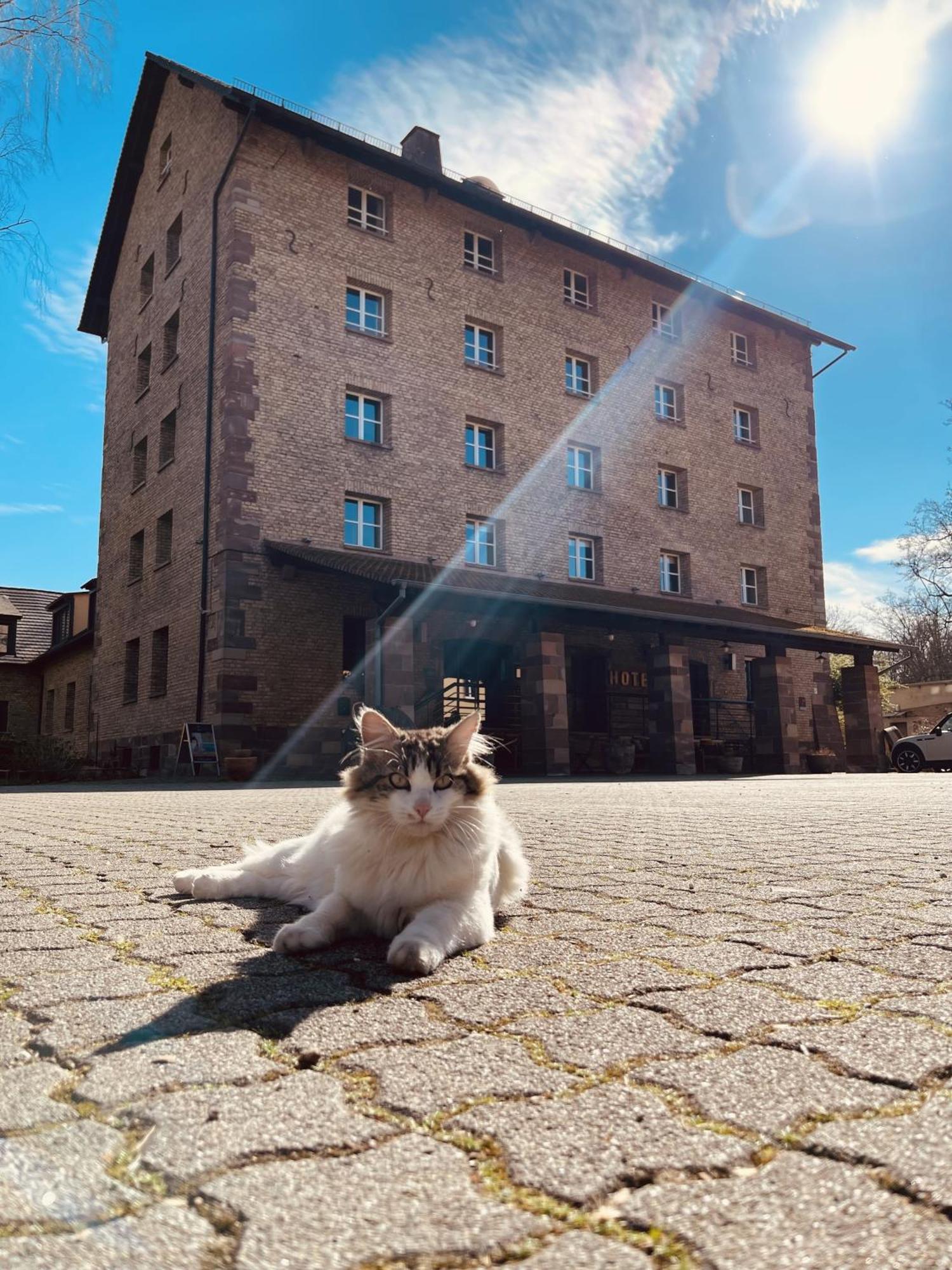 Hotel-Spa Le Moulin De La Wantzenau - Strasbourg Nord Exterior foto